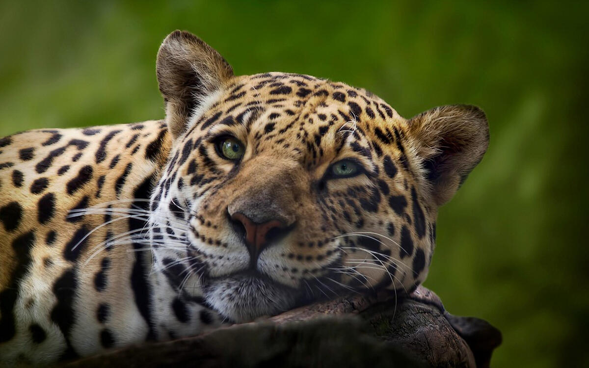 Muzzle of a leopard