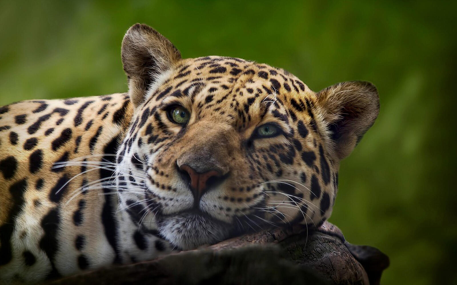 Free photo Muzzle of a leopard