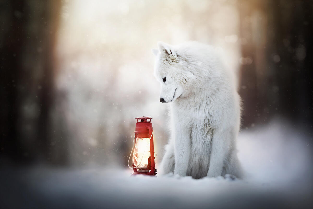 Winter dog with a lantern
