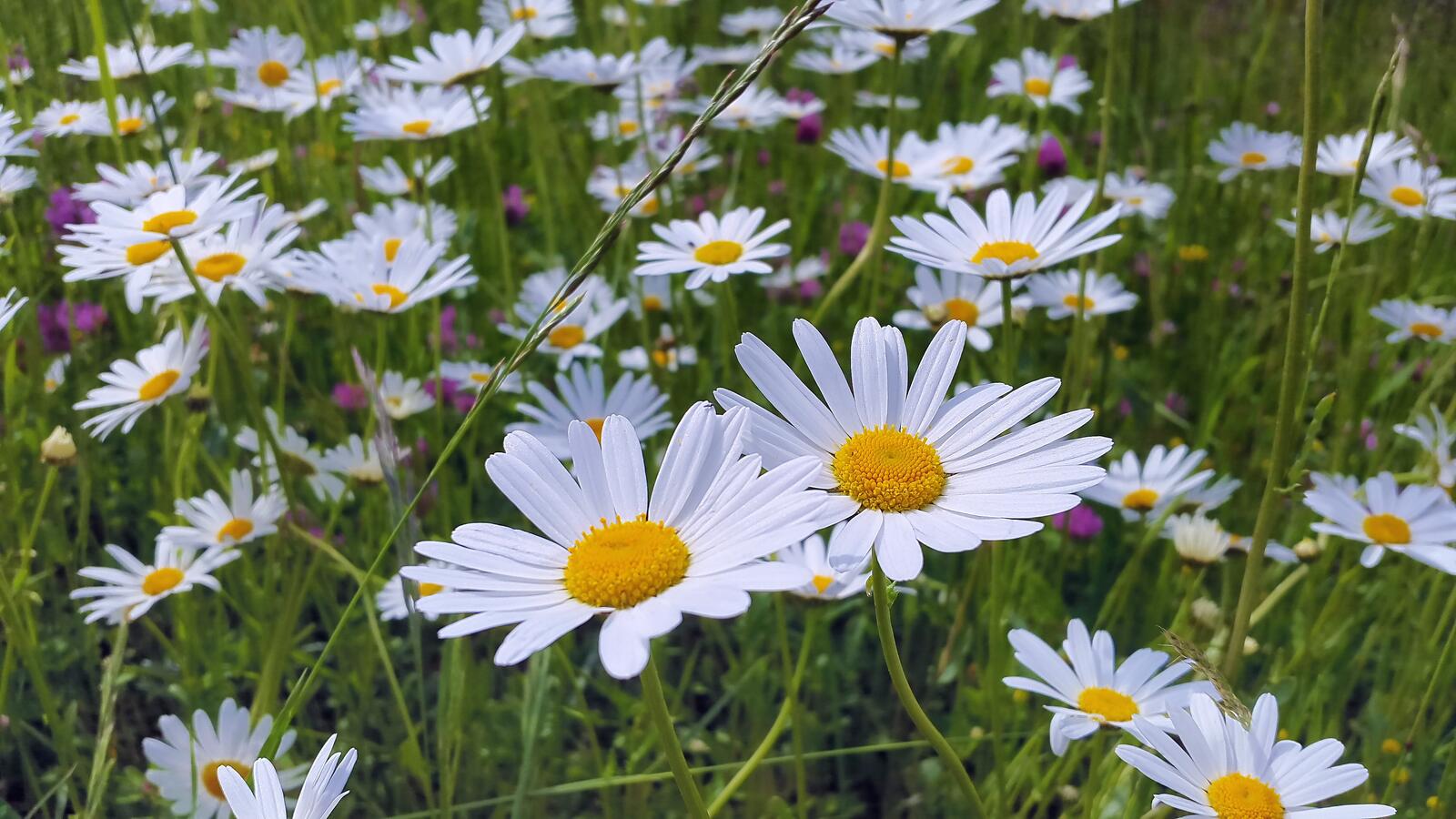 Wallpapers field flora chamomile on the desktop