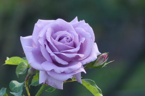 Summer photo of a purple rose