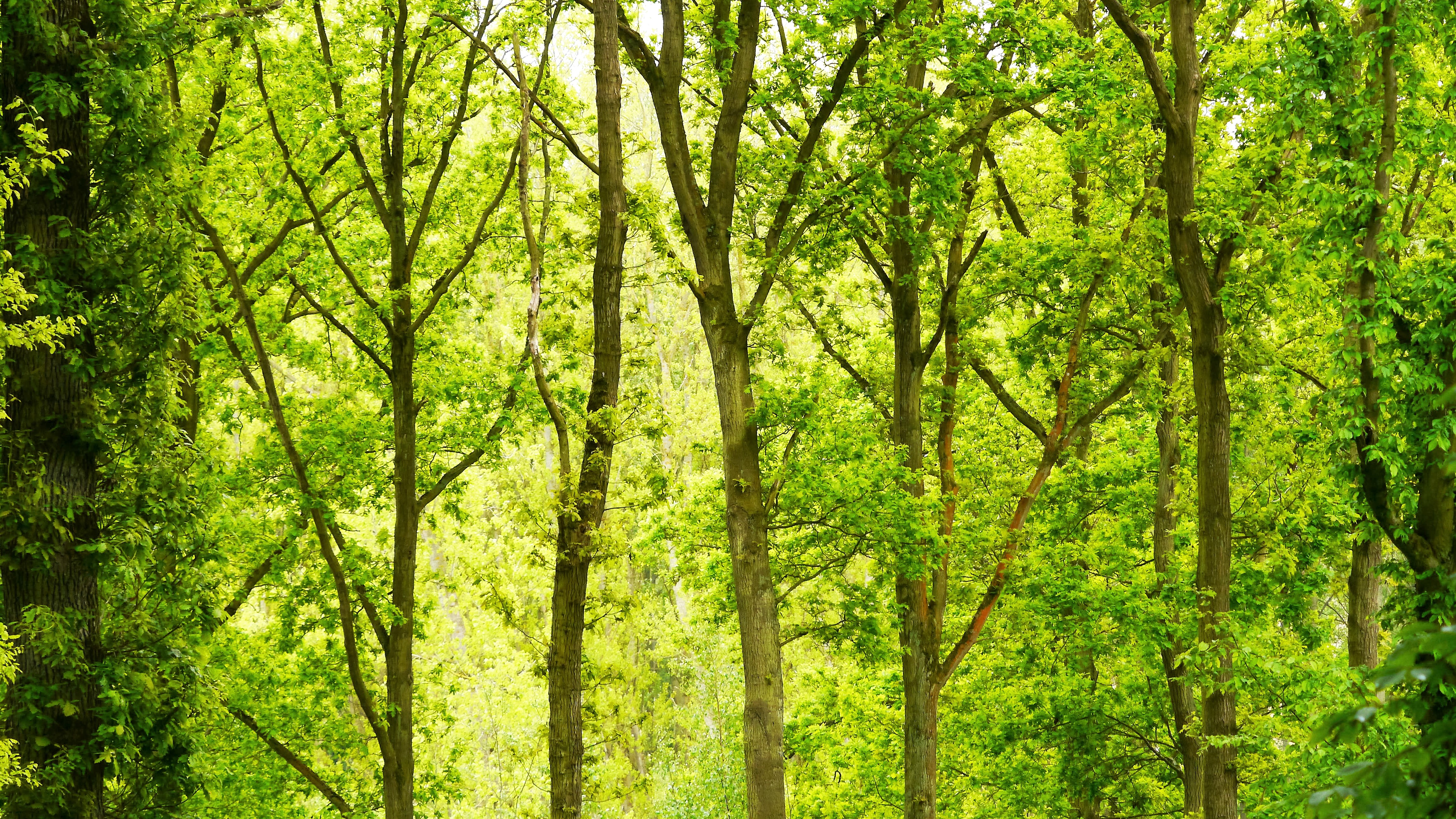 Wallpapers green forest daylight on the desktop