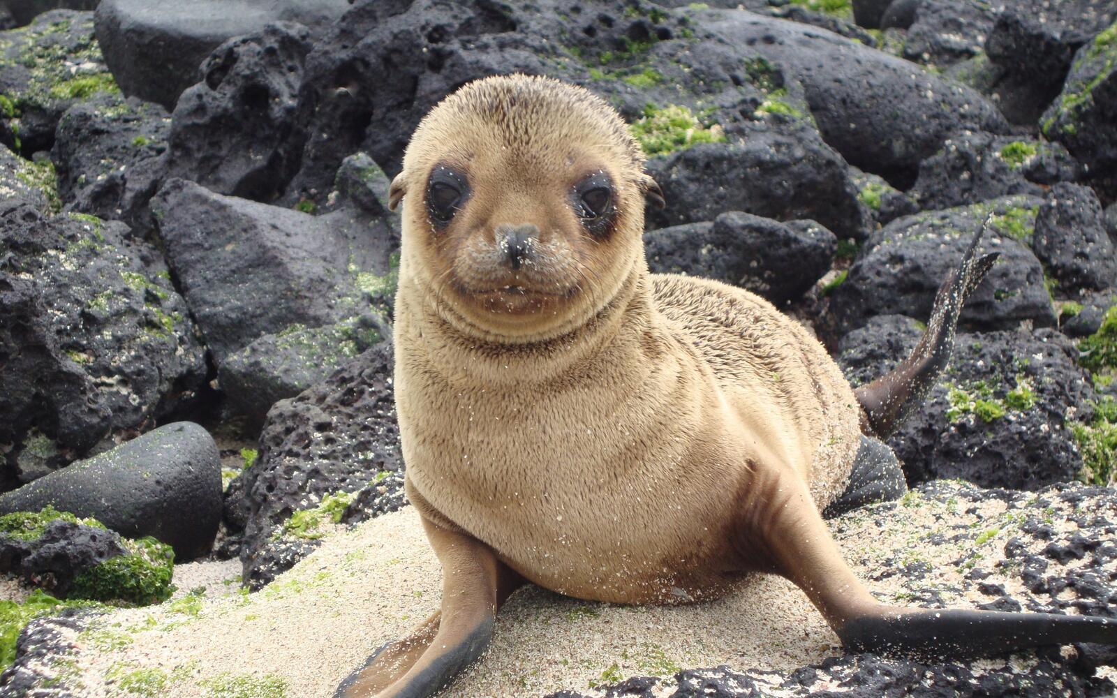 Free photo Wildlife in Galapagos Islands