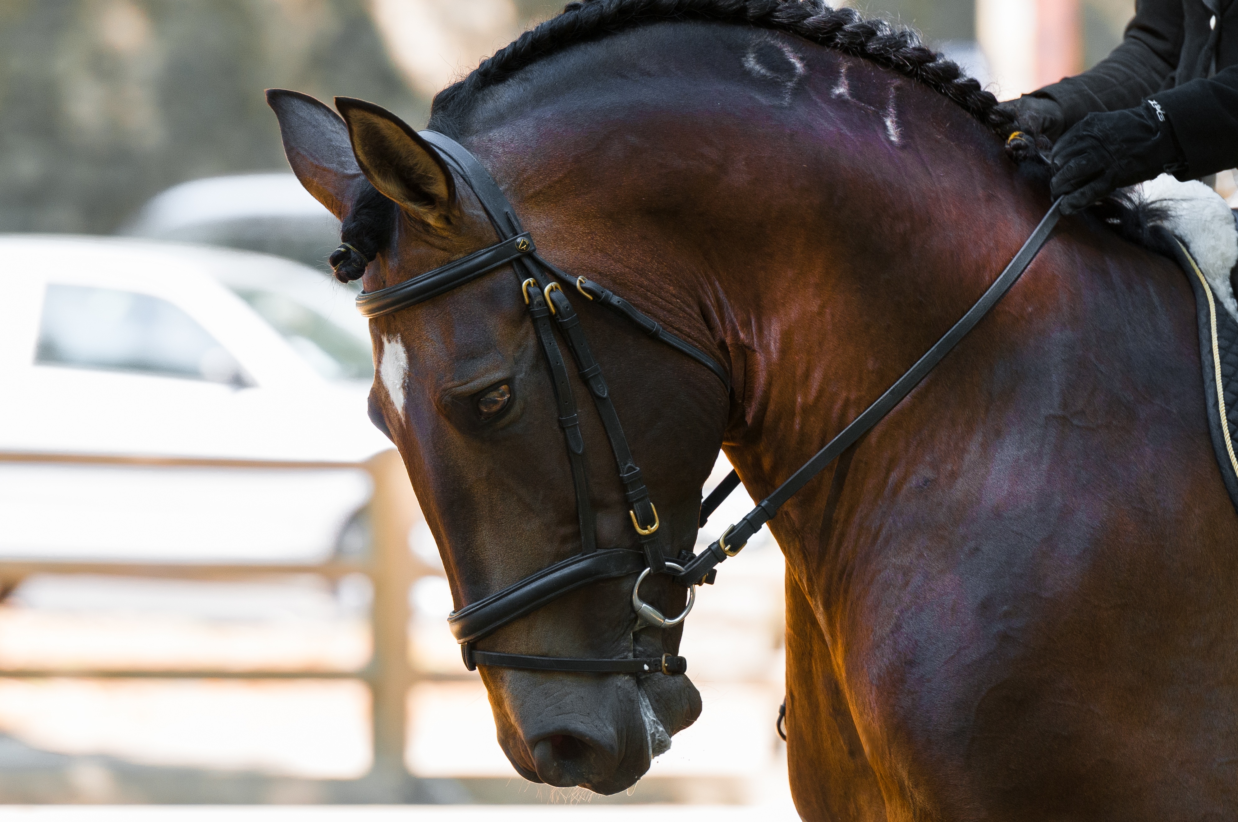 Фото бесплатно конь, величественный, вид в профиль