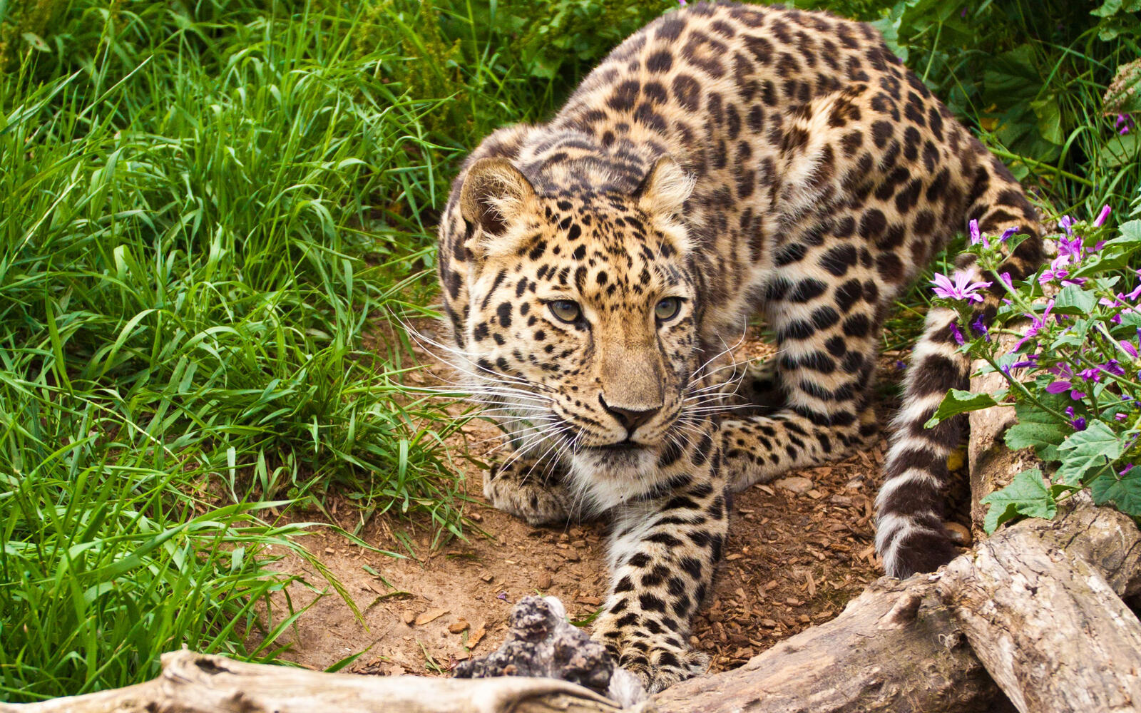 Бесплатное фото Леопард на охоте