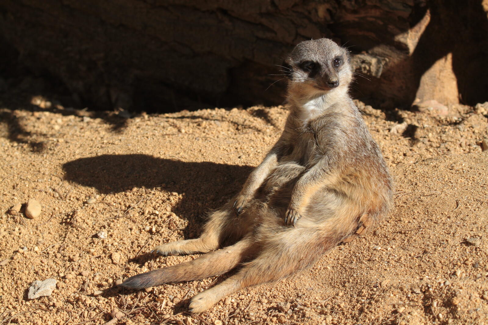 Free photo The lives of meerkats