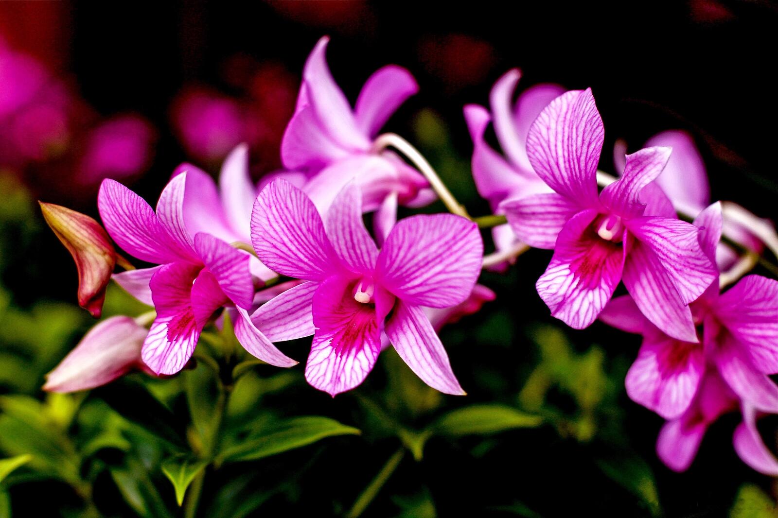 Wallpapers flora Orchid flowers on the desktop