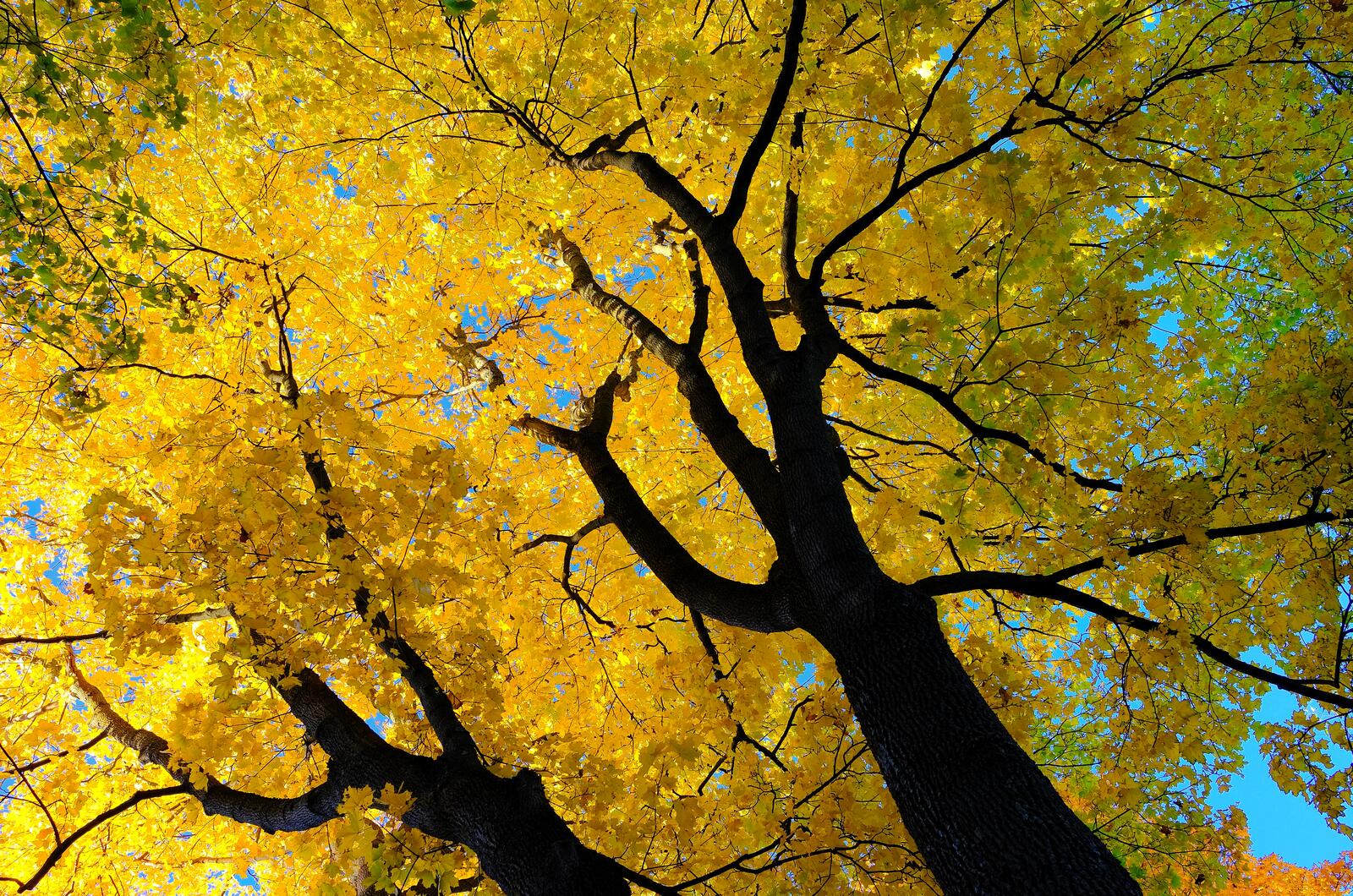 Обои осень осеннее дерево ветки на рабочий стол