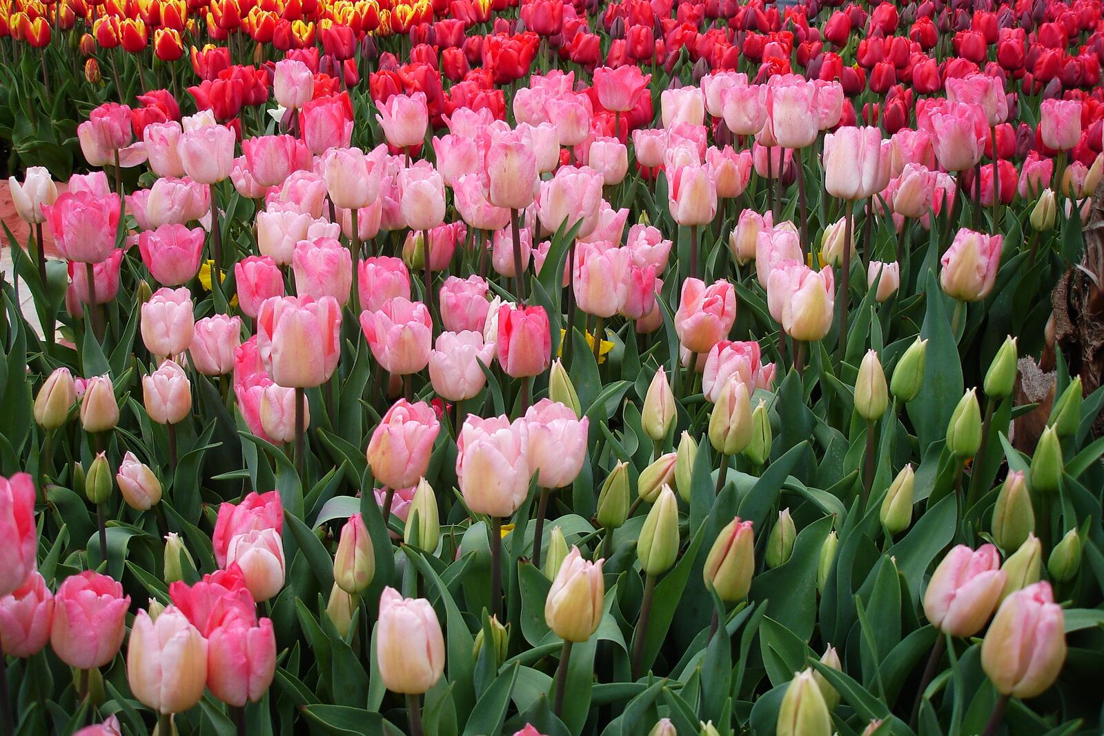 Free photo 50 tulips