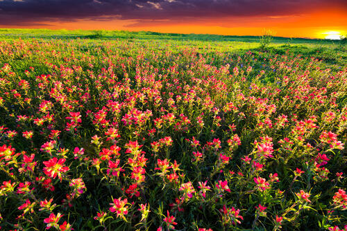 Field of flowers pictures free download