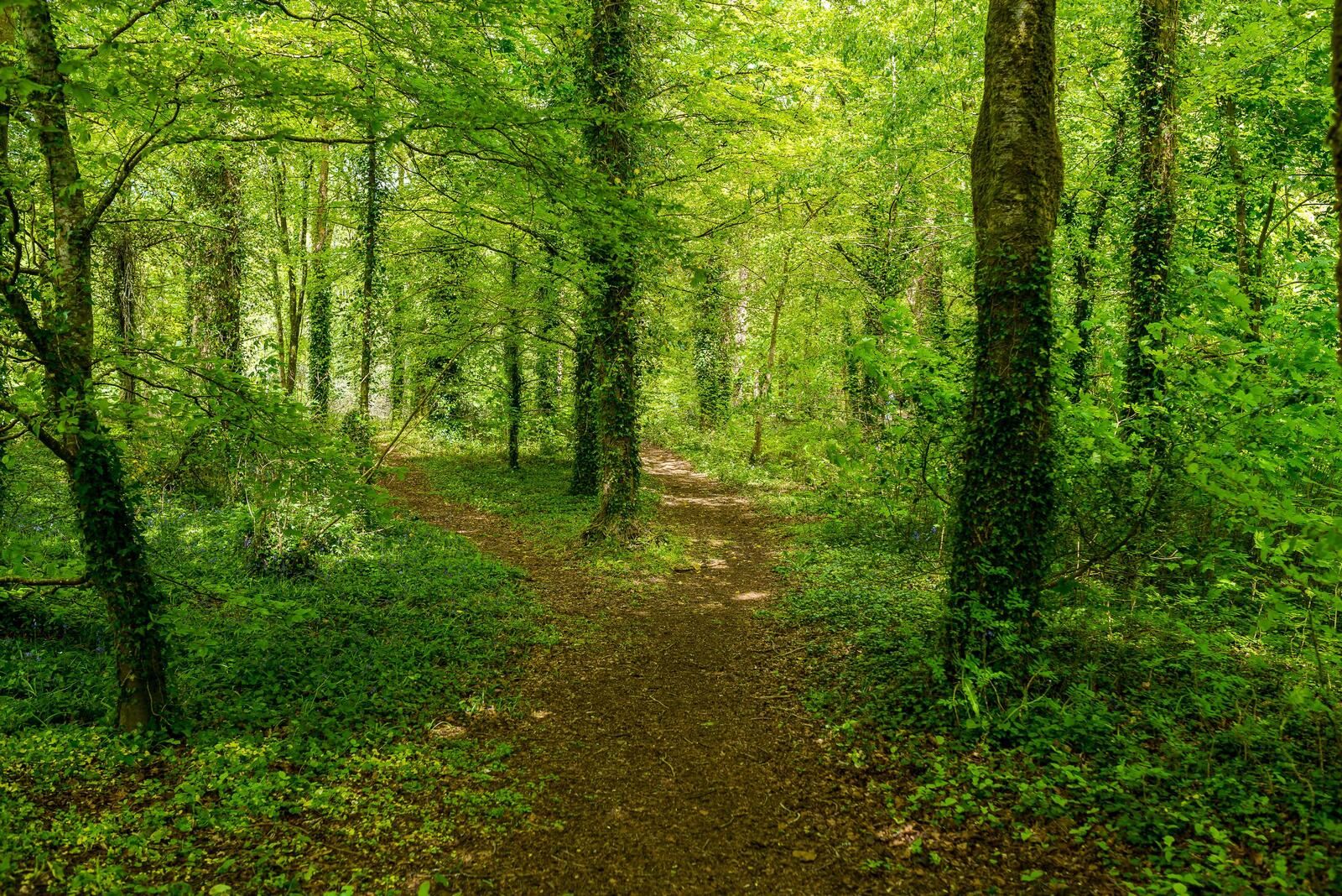 Free photo Summer forest and path