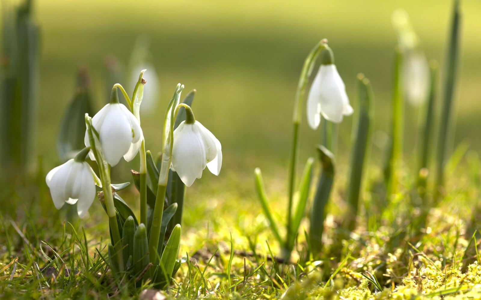 Wallpapers Snowdrop spring spring has come on the desktop