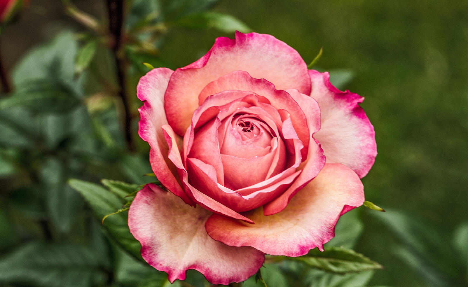 Free photo Tea-hybrid rosebud