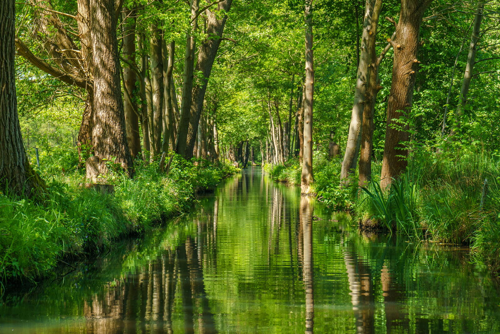 Free photo A narrow river in a summer forest