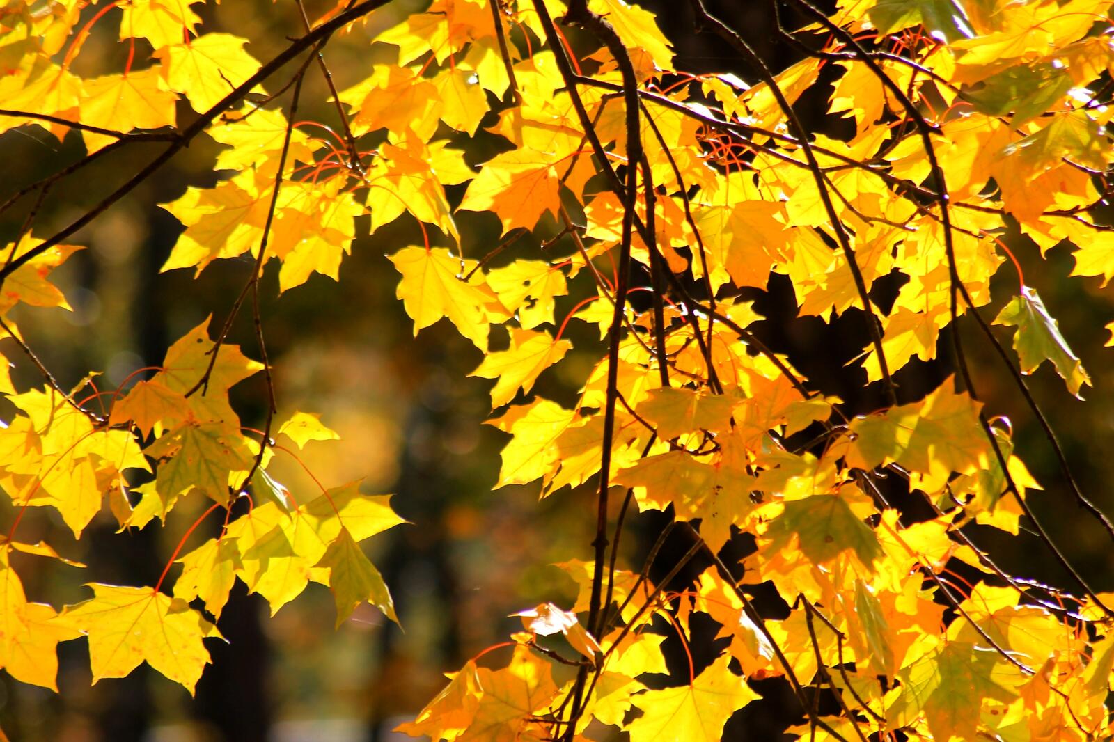 Wallpapers maple branches yellow leaves yellow foliage on the desktop