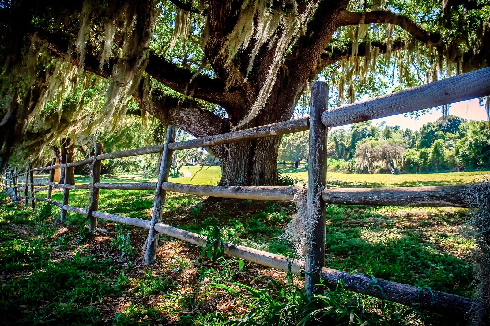 Wallpapers the old oak tree fence pasture on the desktop