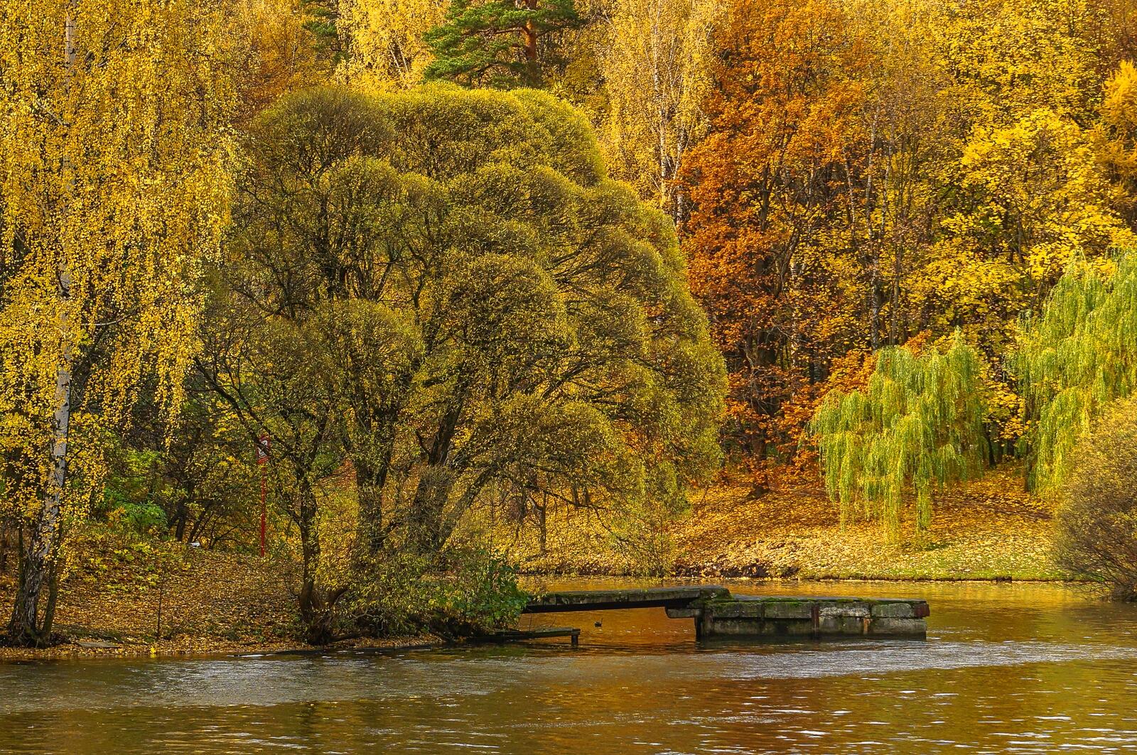 桌面上的壁纸莫斯科的秋天 沙里辛博物馆-保护区 秋色