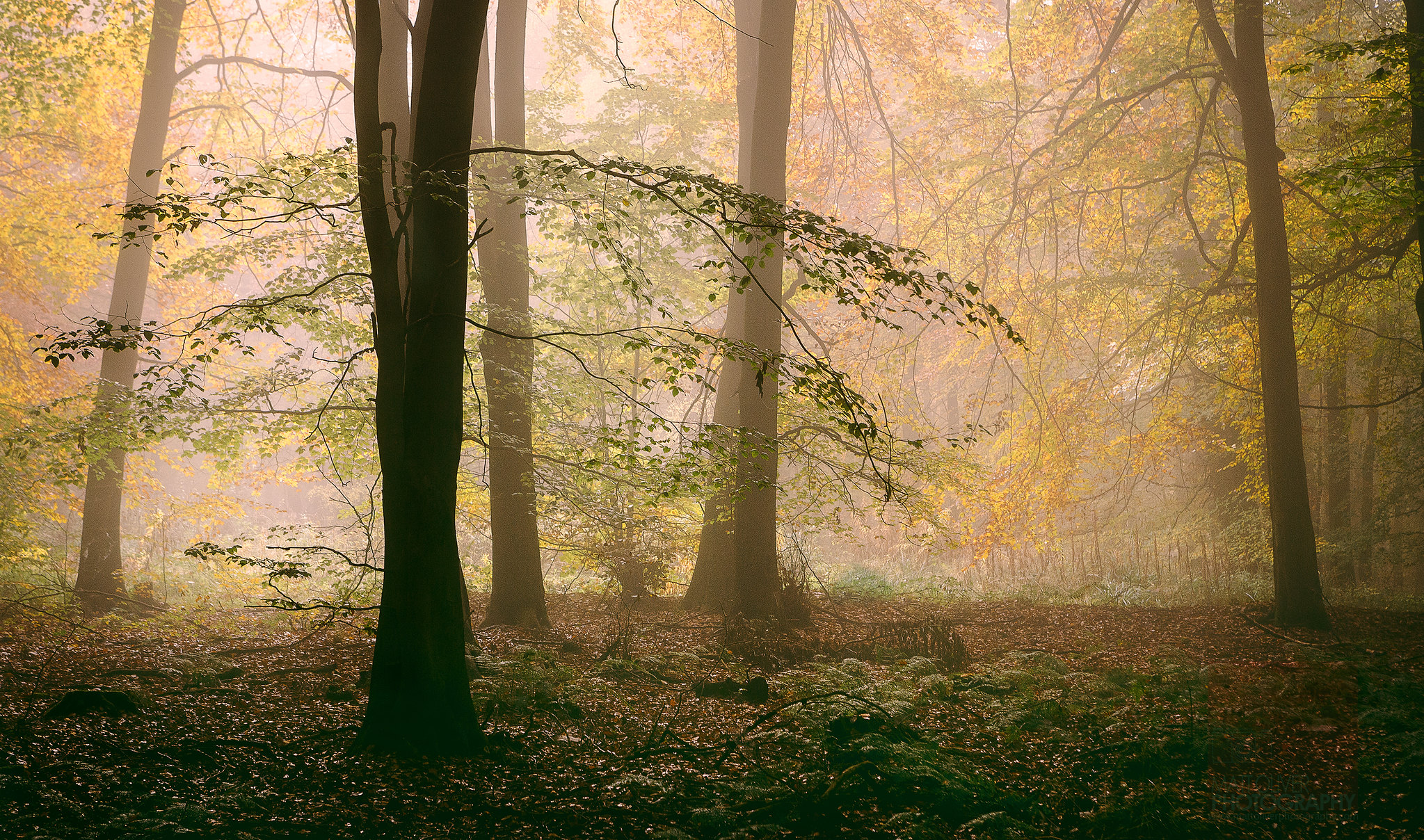 Бесплатное фото Туман в дремучем лесу