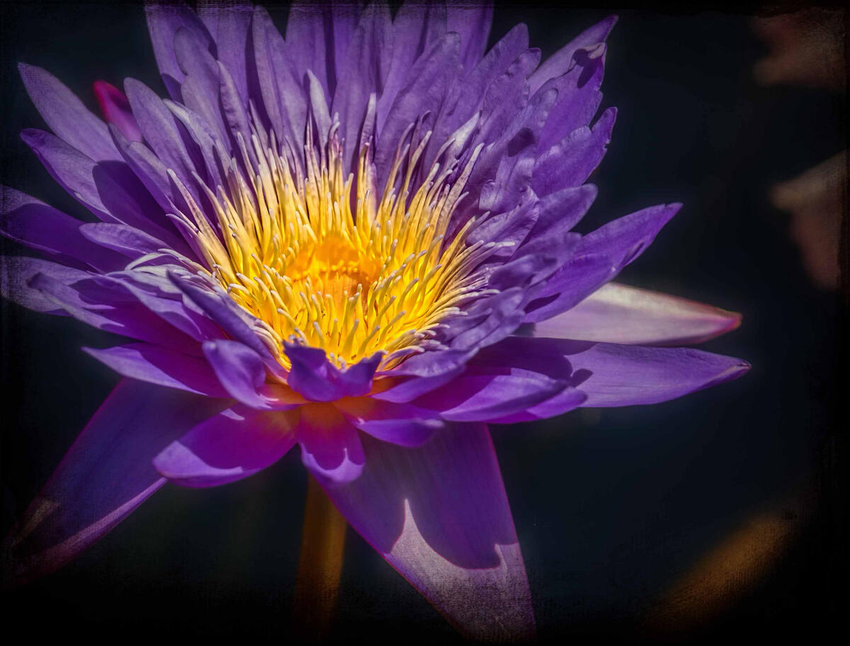 Picture of a water lily, flowers