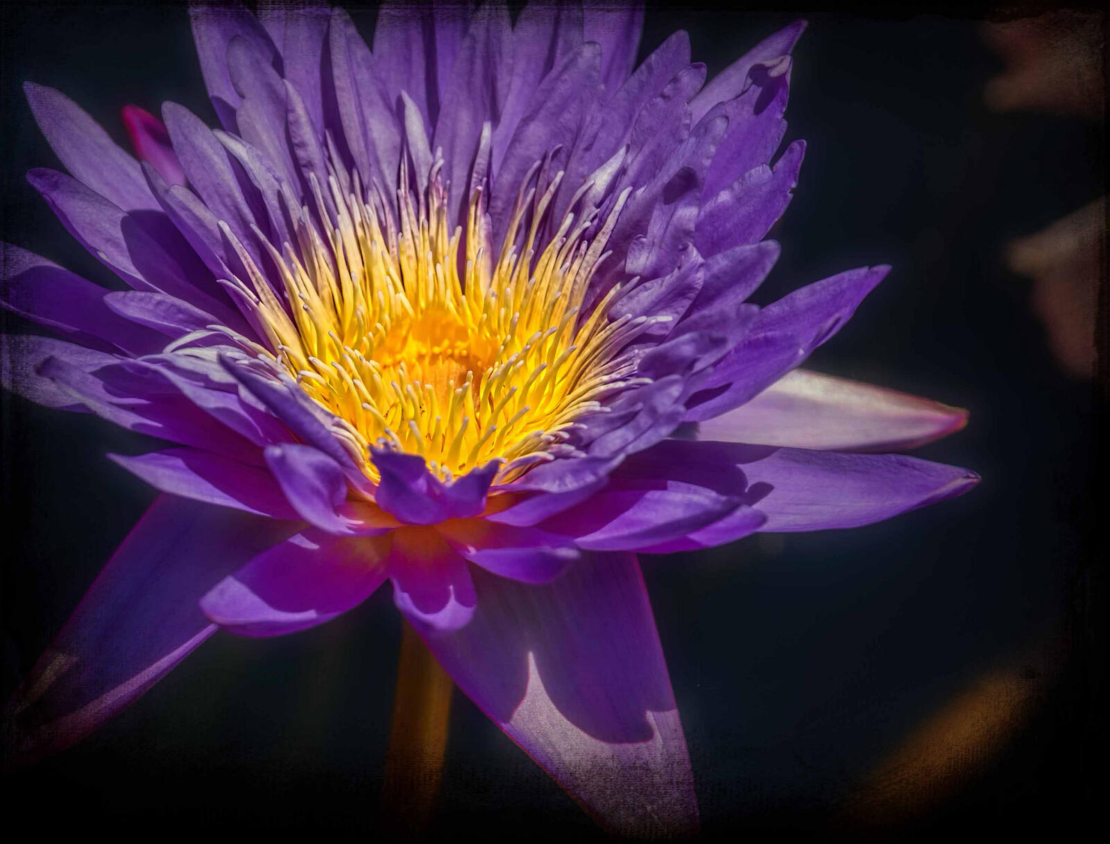 Free photo Picture of a water lily, flowers