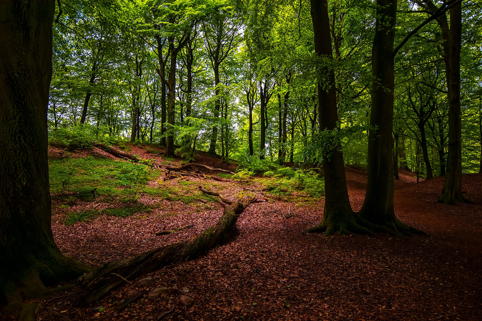 Wallpapers forest landscape outdoors on the desktop