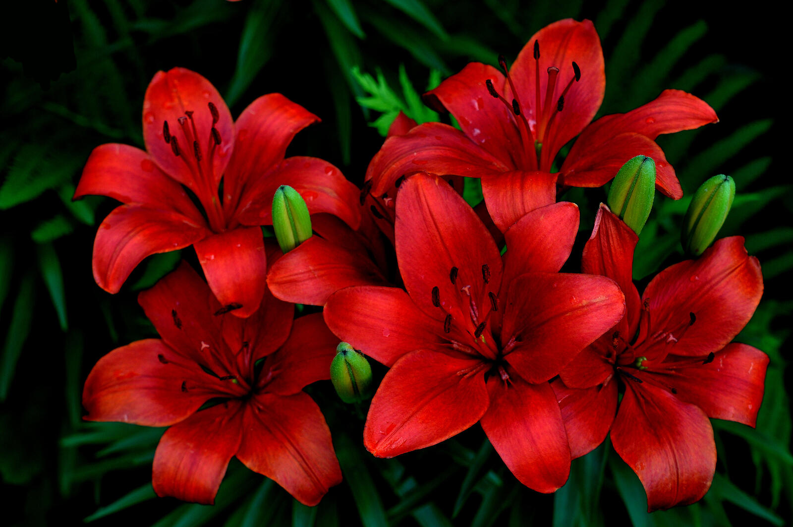 Обои флора лилии красные цветы на рабочий стол