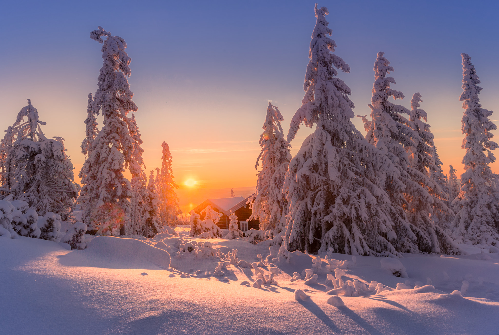 挪威雪白的圣诞树