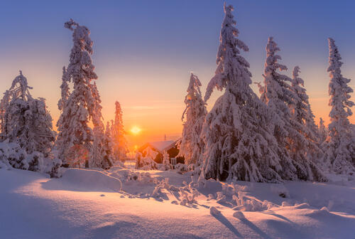 Снежные елки в Норвегии