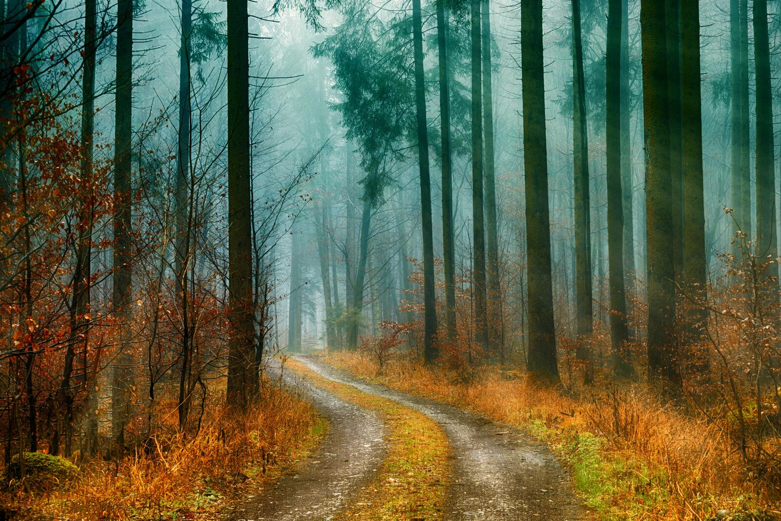 Wallpapers forest coniferous forest road through the forest on the desktop