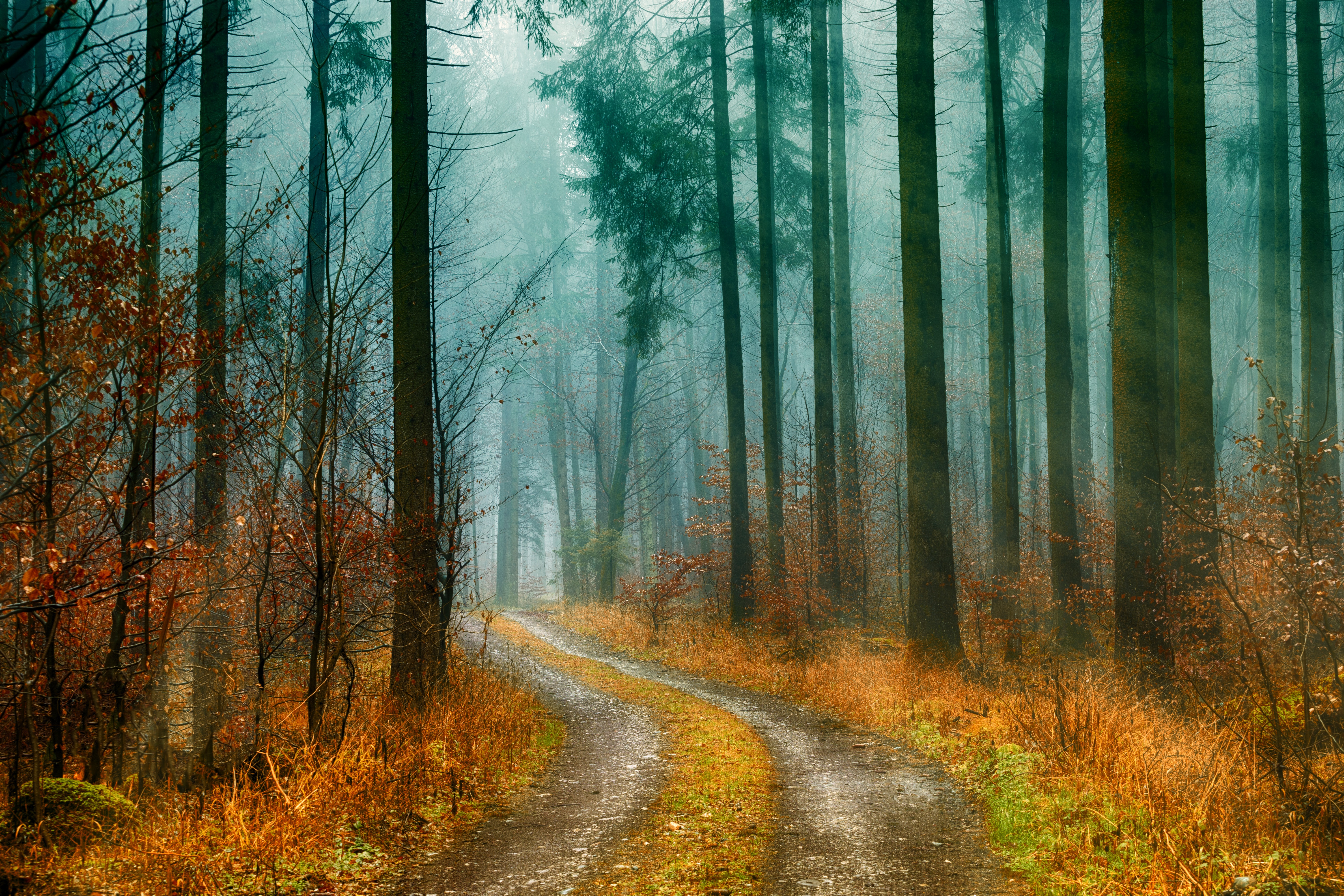 Wallpapers forest coniferous forest road through the forest on the desktop