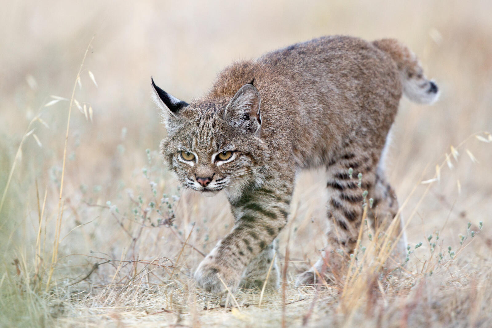 Wallpapers lynx big cat Lynx lynx on the desktop