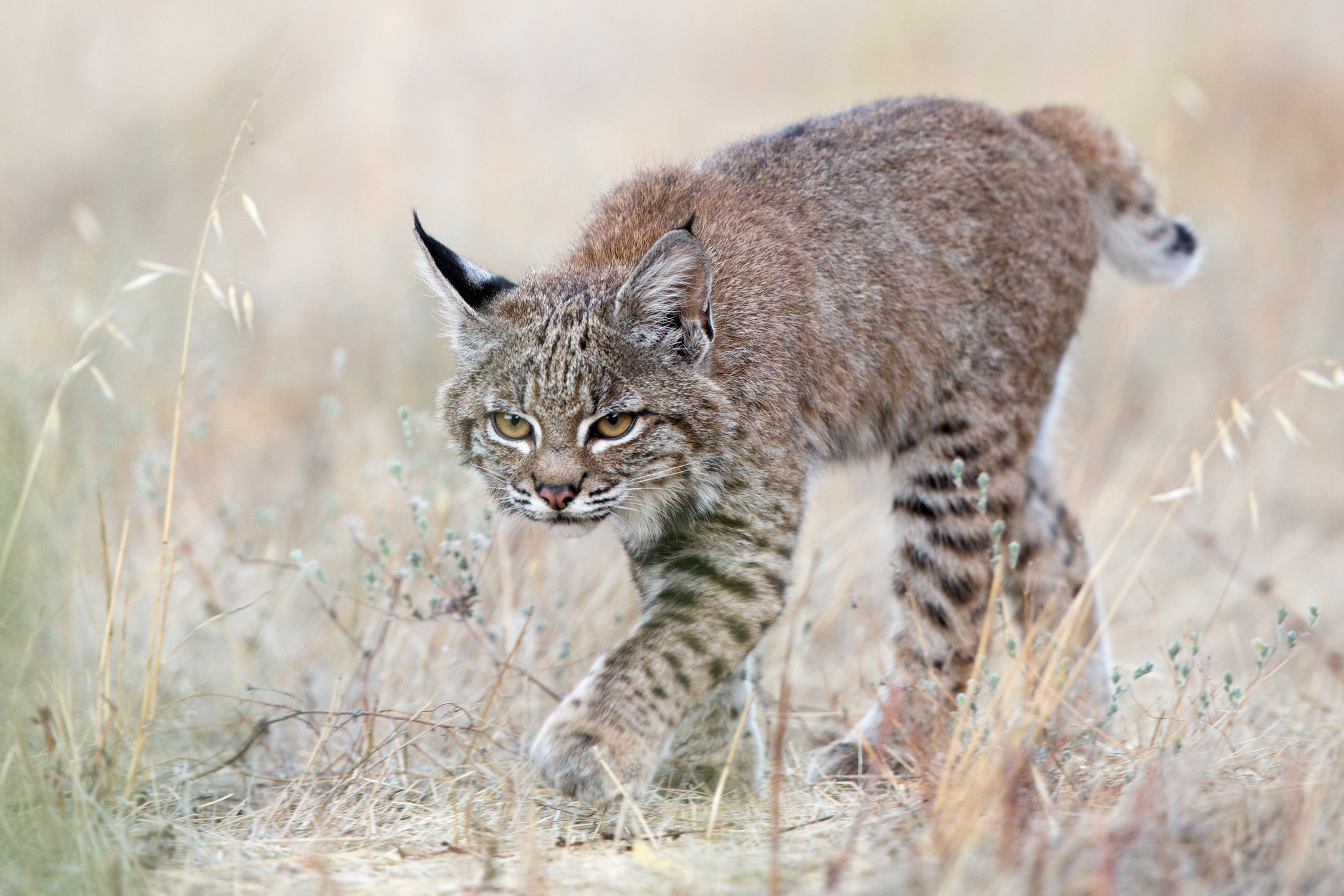 Download a free photo about lynx big cat Lynx lynx. 