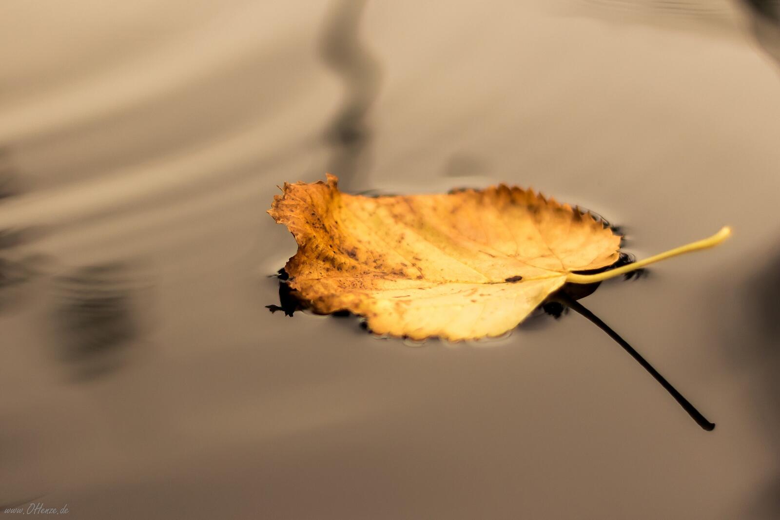 Обои вода опавший лист листья на рабочий стол