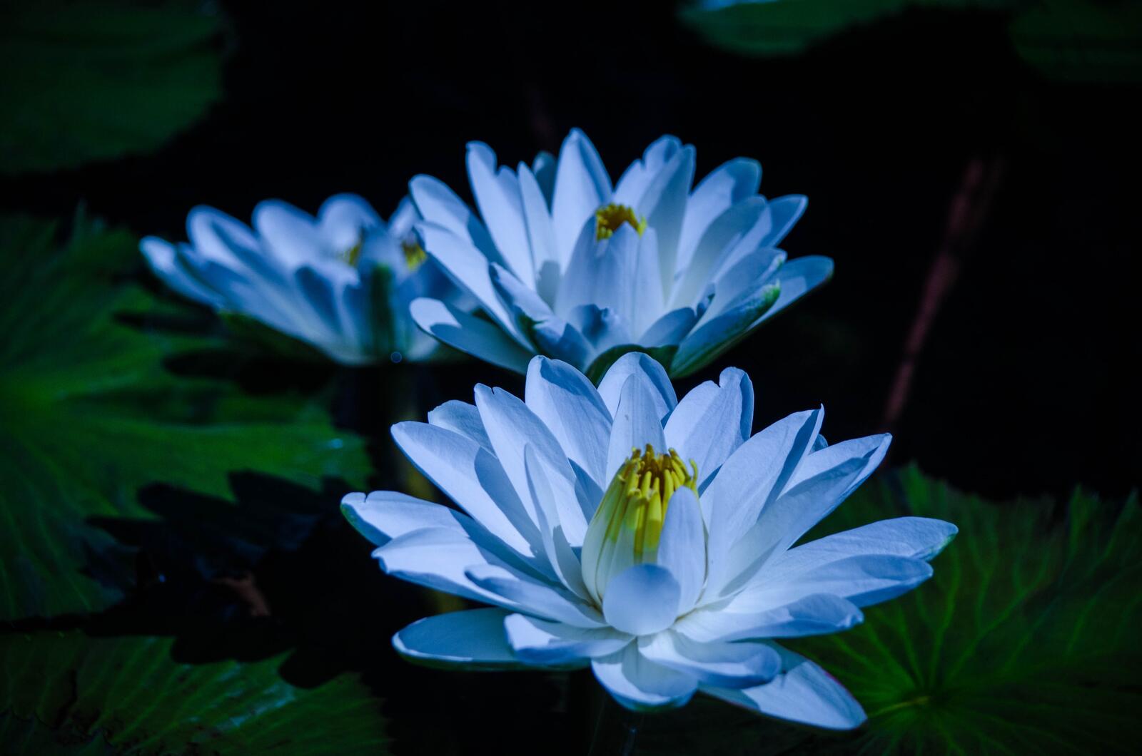 Wallpapers water lily blue petals on the desktop