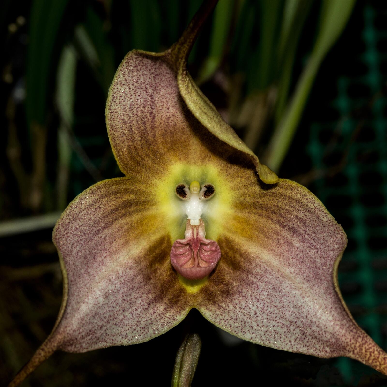 Free photo Monkey Orchid or Dracula