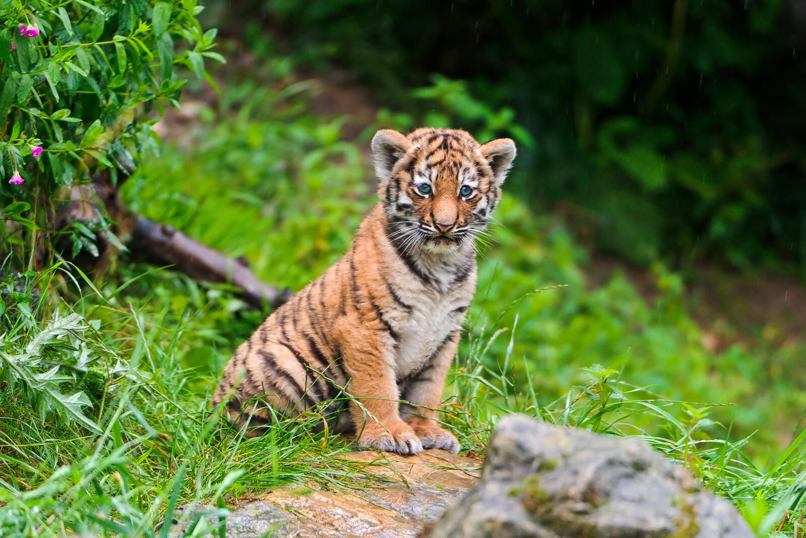 Free photo Little baby tiger