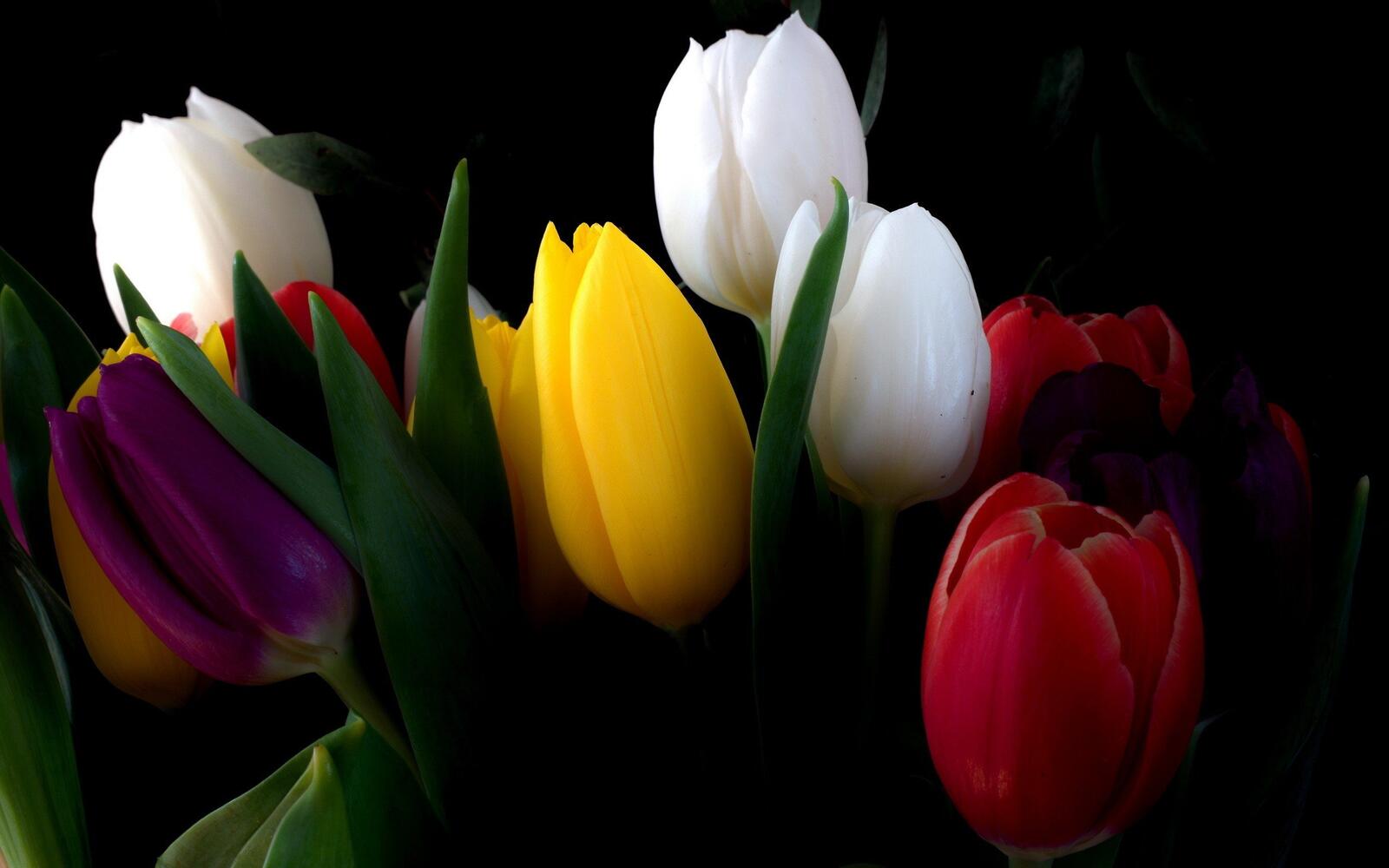 Обои природа тюльпаны фон на рабочий стол
