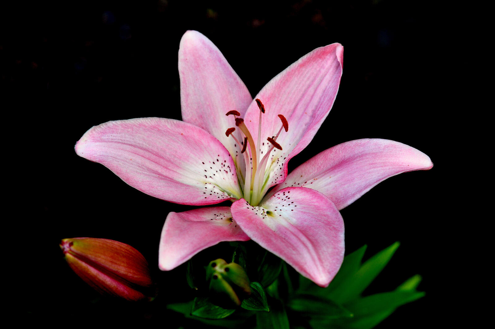 Wallpapers lilies lilyt pink flowers on the desktop