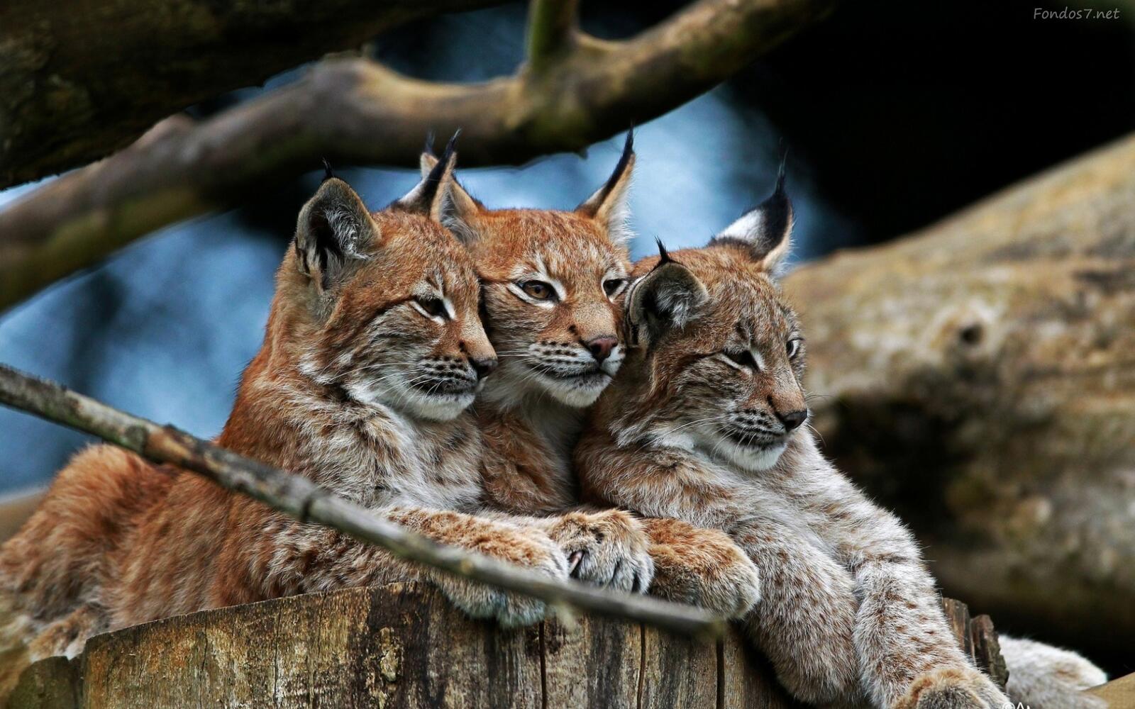 Wallpapers lynx animals three cats on the desktop