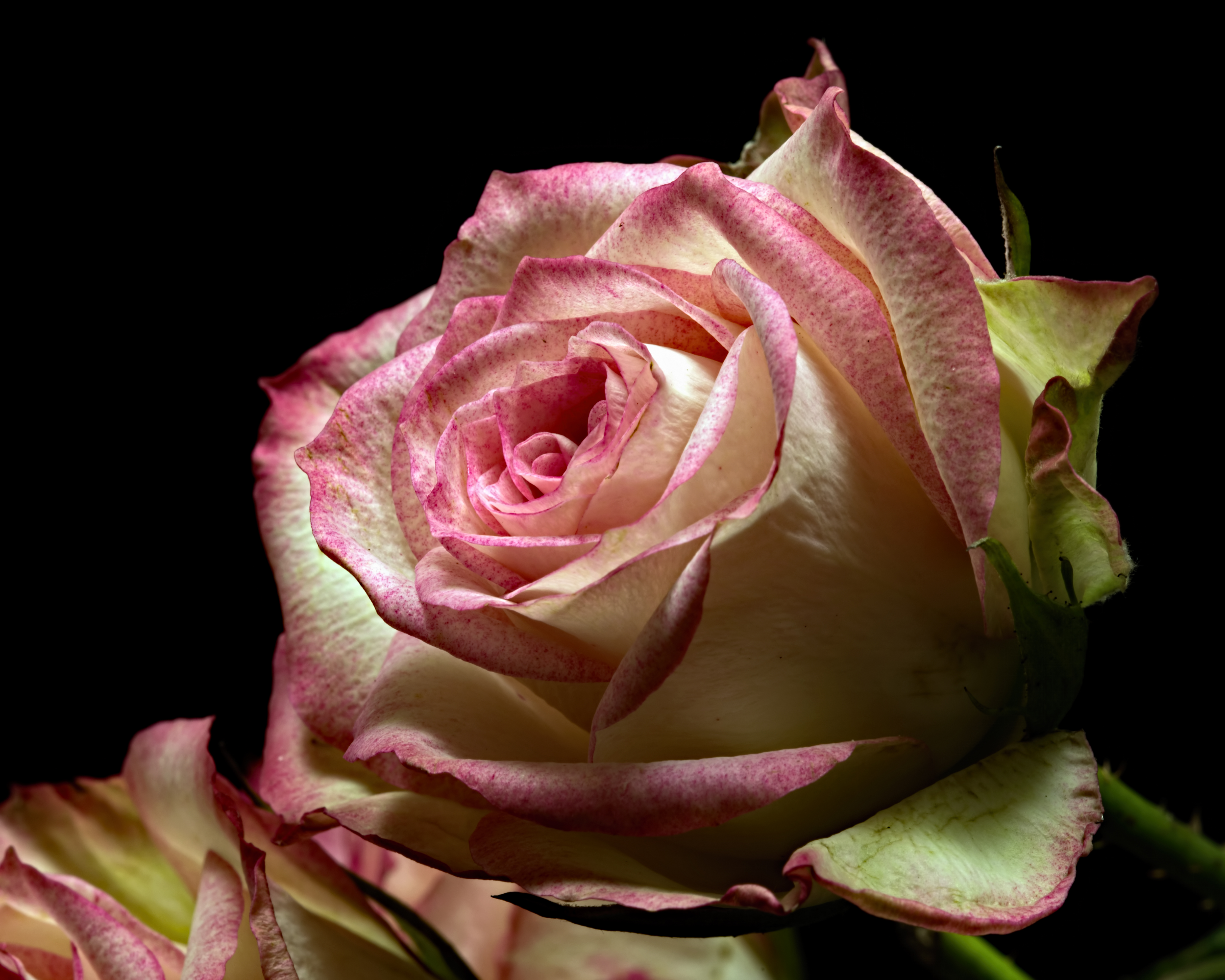 Обои бутон розы одинокая роза розовая роза на рабочий стол