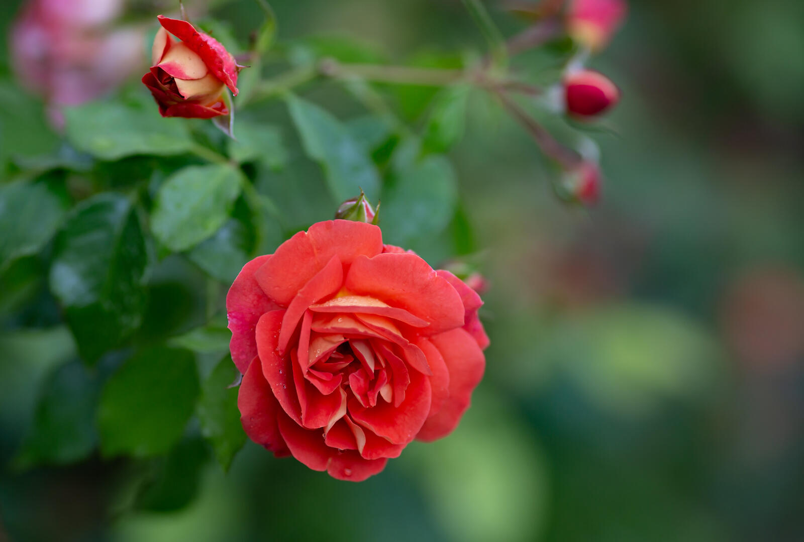 Обои красная роза роза ветка на рабочий стол