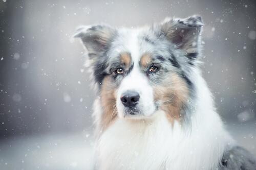狗在雪中