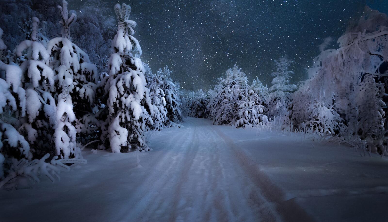桌面上的壁纸冬日里的森林之夜 晚上 冬季