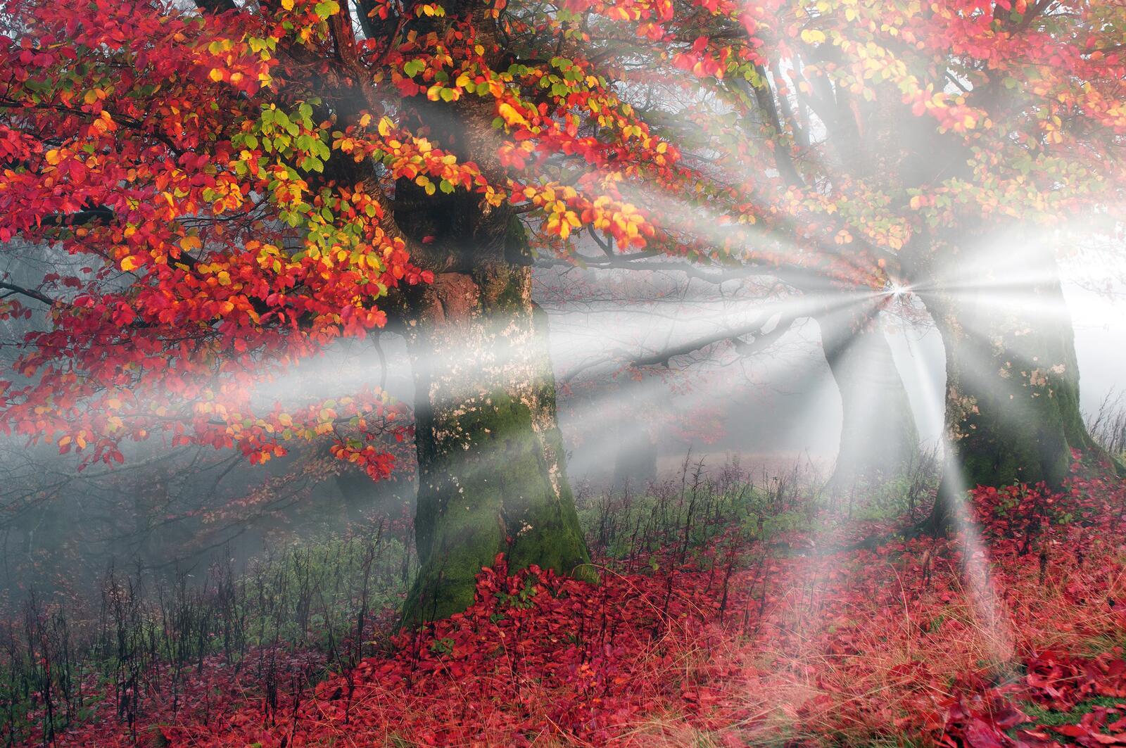 Wallpapers forest colors of autumn sunlight on the desktop
