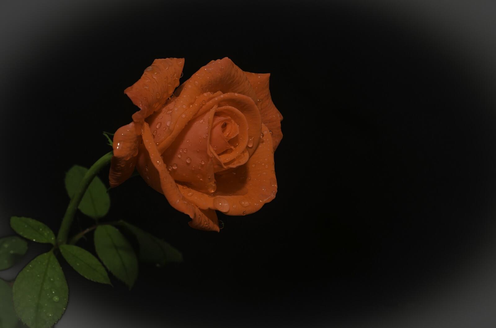 桌面上的壁纸玫瑰 红玫瑰 鲜花