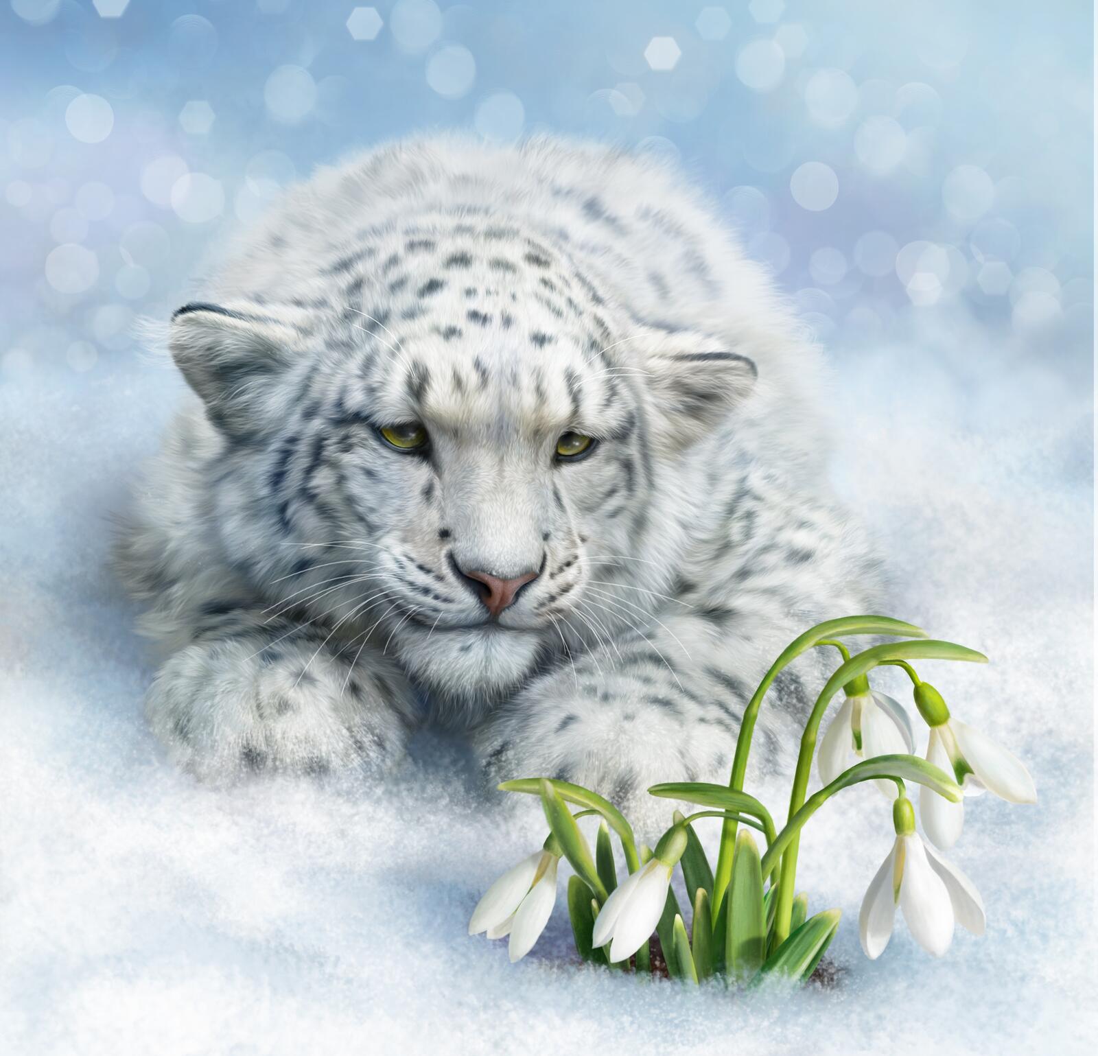 Wallpapers Snow leopard wild cat predator on the desktop