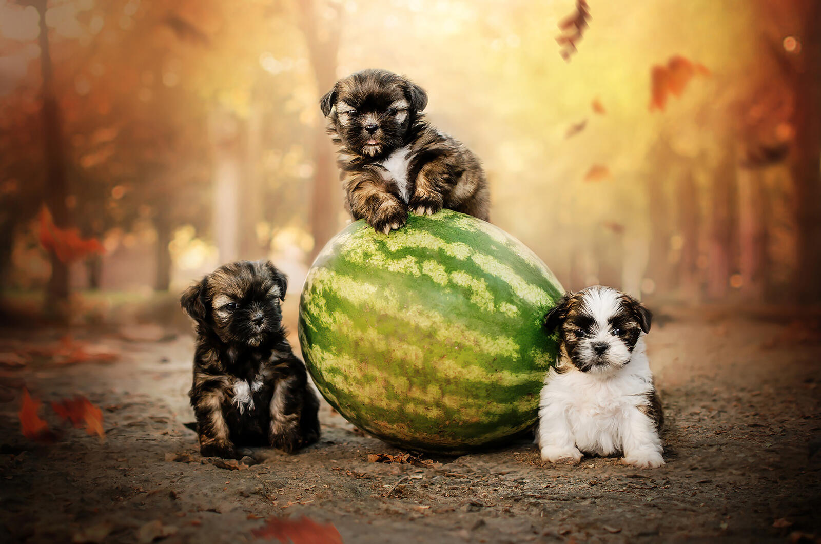 Free photo Three puppies and watermelon