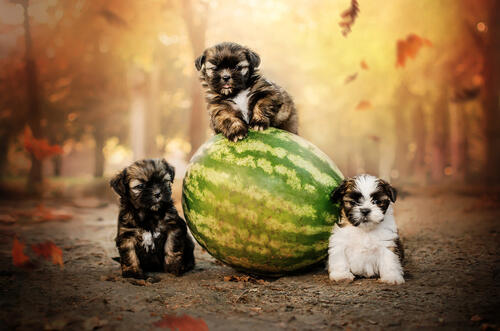Three puppies and watermelon