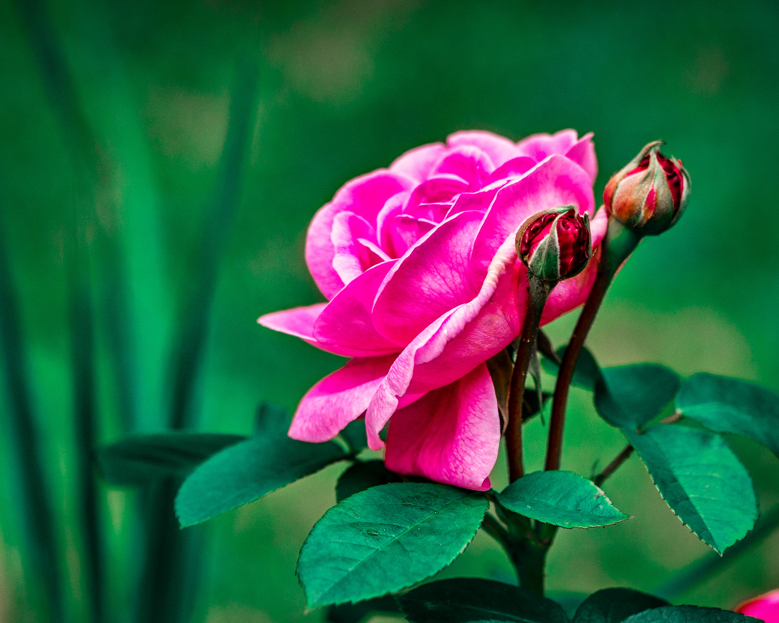 Бесплатное фото Цветы розового цвета