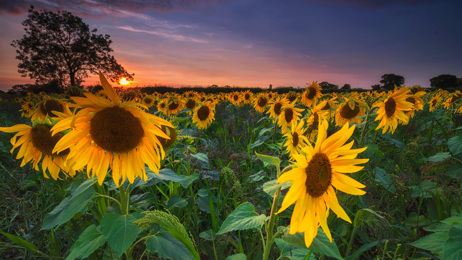 Wallpapers sunflowers landscape many sunflowers on the desktop